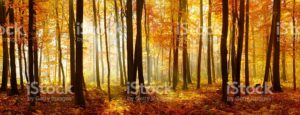 pic-fall-pano